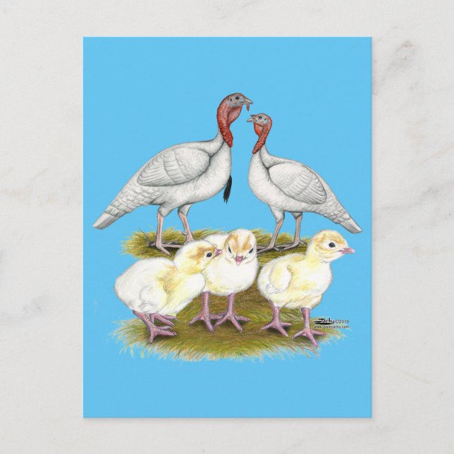 Turkey Mini White Family Postcard (Front)