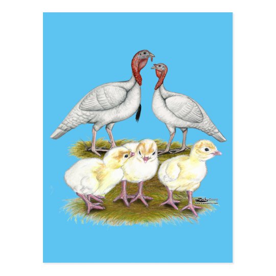 Turkey Mini White Family Postcard