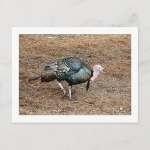 Turkey Photo Postcard