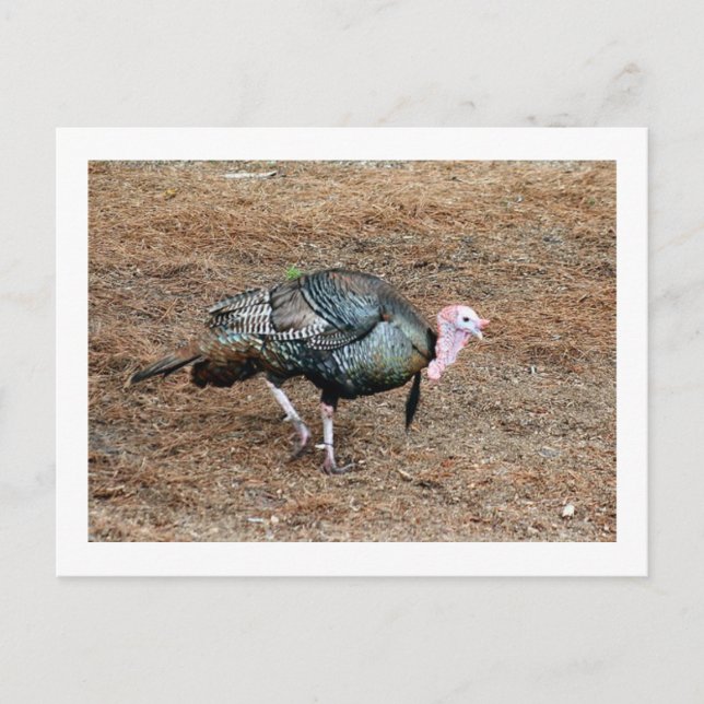 Turkey Photo Postcard (Front)