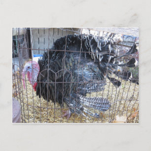 Turkey Postcard