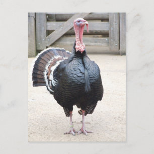 Turkey Postcard