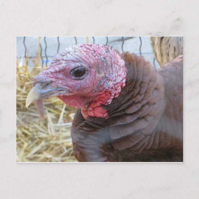 Turkey Postcard (Front)