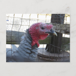Turkey Profile Postcard