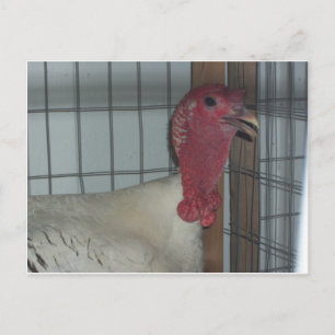 Turkey Profile Postcard