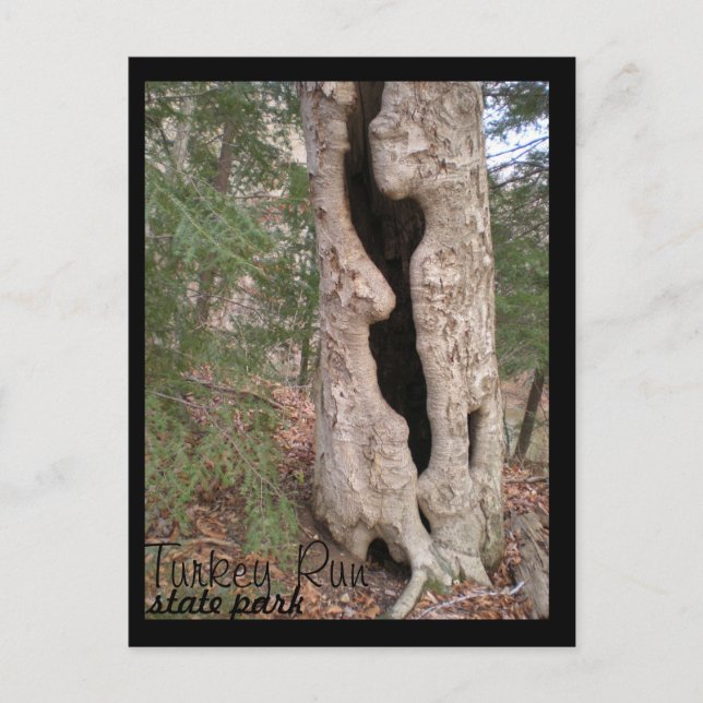 Turkey Run State Park, Hallow Tree Postcard (Front)
