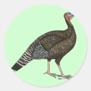 Turkey:  Standard Bronze Hen Classic Round Sticker