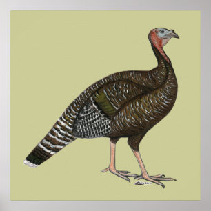 Turkey:  Standard Bronze Hen Poster