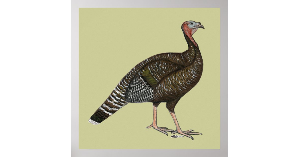 Turkey Standard Bronze Hen Poster Zazzle