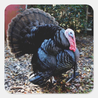 Turkey Sticker