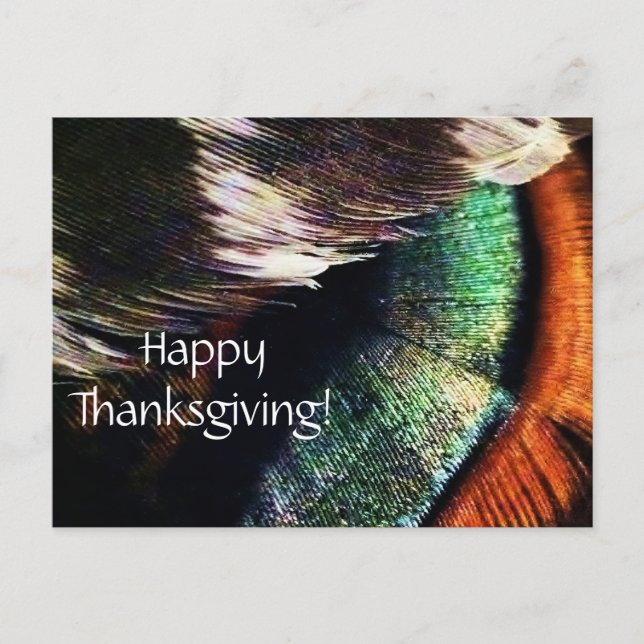 Turkey Tail Feathers Art Photo Happy Thanksgiving Holiday Postcard (Front)