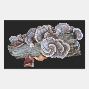 Turkey Tail Sticker Trametes versicolor