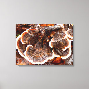 Turkey Tails Fungi Canvas Print