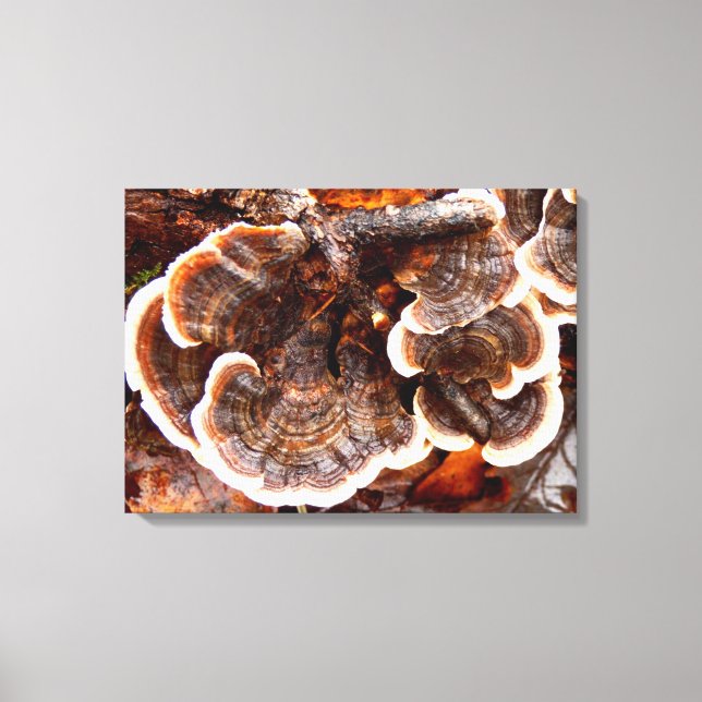 Turkey Tails Fungi Canvas Print (Front)