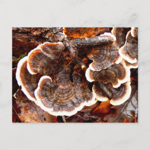 Turkey Tails Fungi Postcard