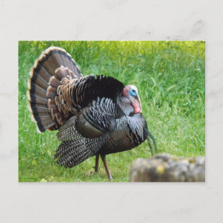 Turkey Time Postcard