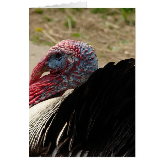 Turkey Tom (Front)