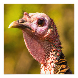 Turkey Up Close Kodak Pro Photo Paper 24 x 24 Print