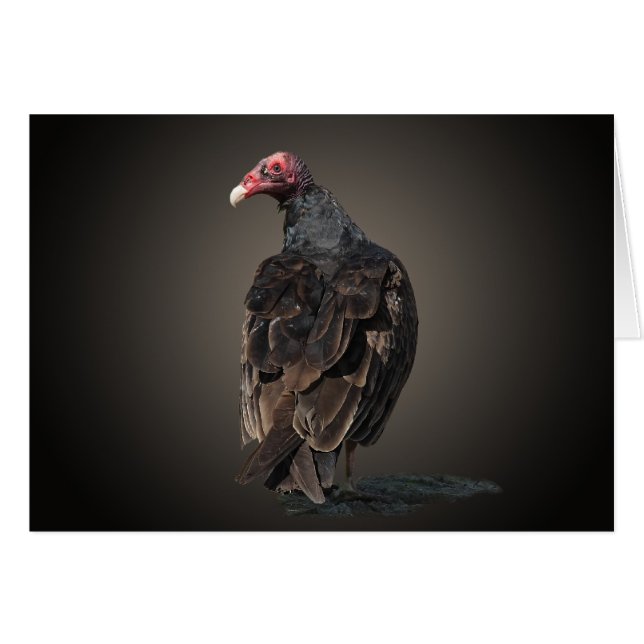 TURKEY VULTURE (Front Horizontal)