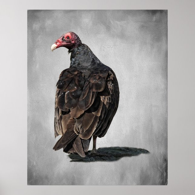 TURKEY VULTURE BUZZARD POSTER (Front)