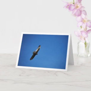 Turkey Vulture in Blue Sky Card