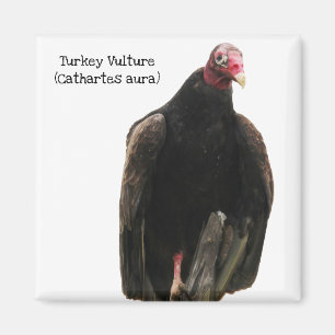 Turkey Vulture Magnet