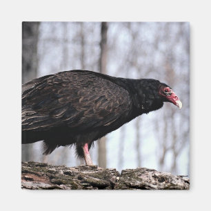Turkey vulture magnet