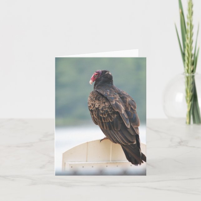Turkey Vulture Notecard (Front)