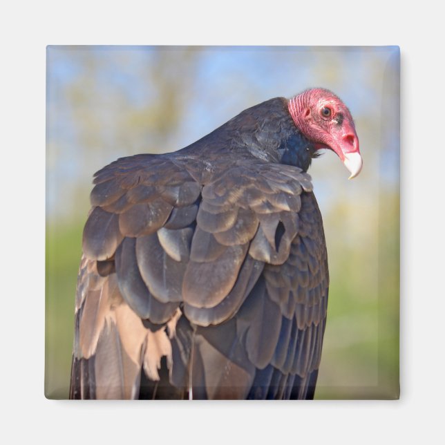 Turkey vulture perched on trunk    magnet (Front)