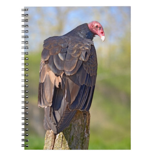 Turkey vulture perched on trunk  notebook (Front)