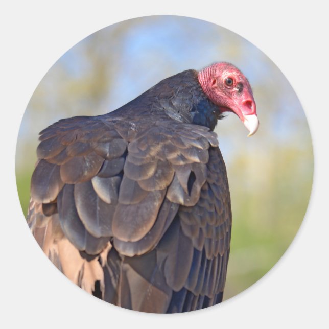 Turkey vulture perched on trunk postcard classic round sticker (Front)