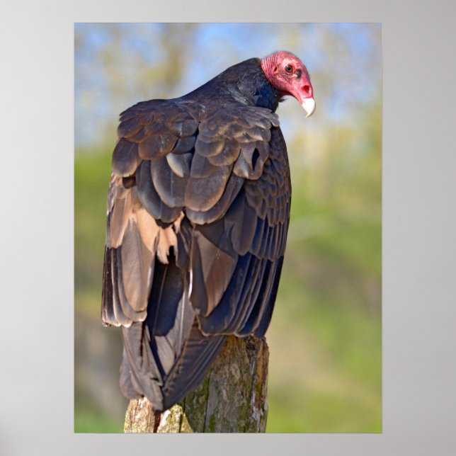 Turkey vulture perched on trunk  poster (Front)