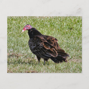 Turkey Vulture Photo Postcard