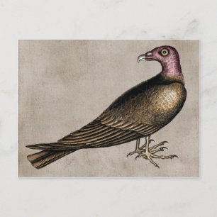 Turkey Vulture Postcard