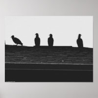 Turkey Vulture,