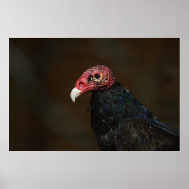 Turkey Vulture Poster (Front)