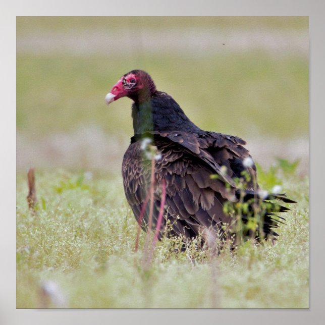 Turkey Vulture Poster (Front)