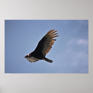 Turkey Vulture Poster