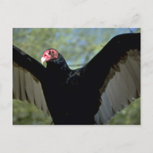 Turkey vulture spreading large wings postcard