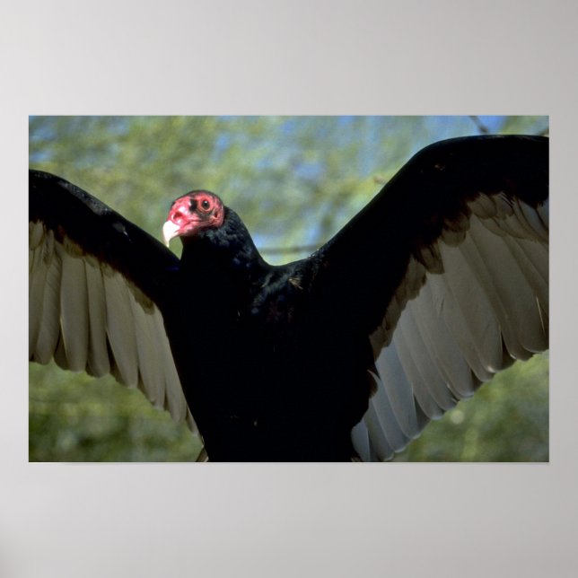 Turkey vulture spreading large wings poster (Front)