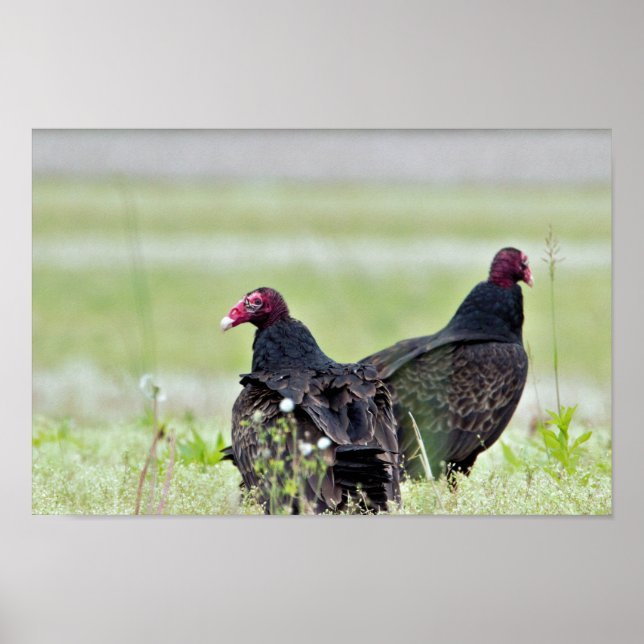 Turkey Vultures Poster (Front)