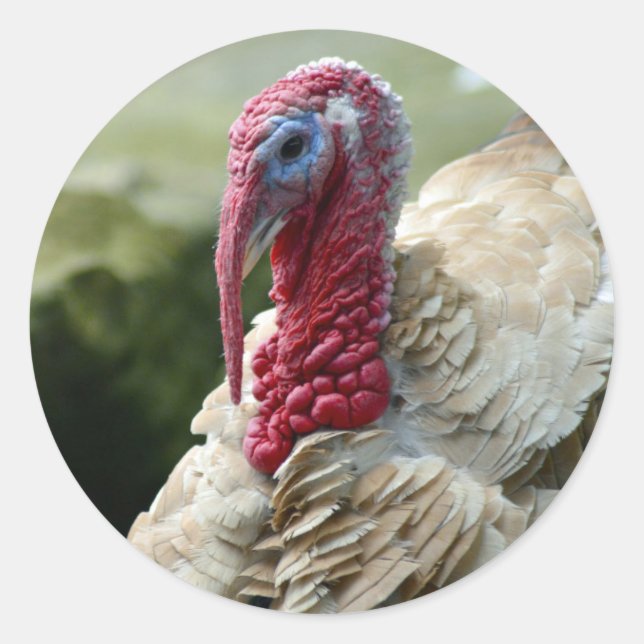 Turkey White Head Profile Photo Classic Round Sticker (Front)