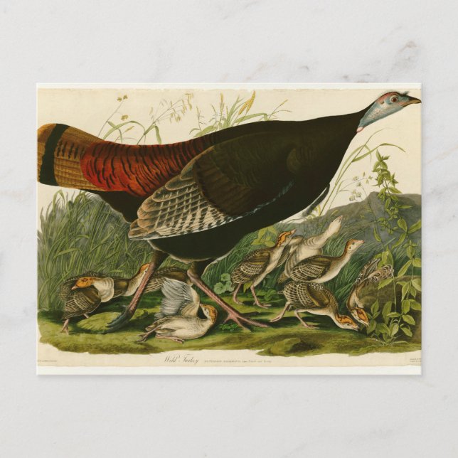 Turkey Wild Audubon Bird Painting Postcard (Front)