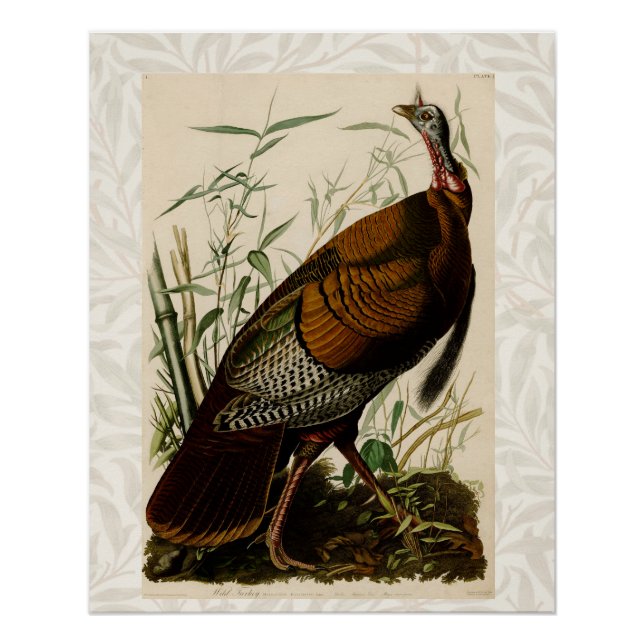 Turkey Wild Audubon Bird Painting Poster (Front)