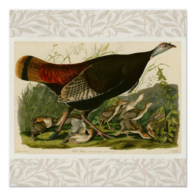 Turkey Wild Audubon Bird Painting Poster (Front)