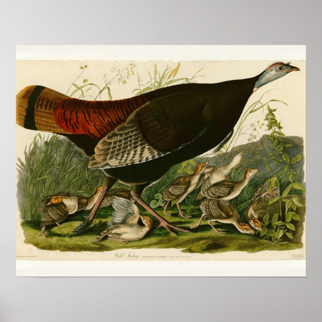 Turkey Wild Audubon Bird Painting Poster (Front)