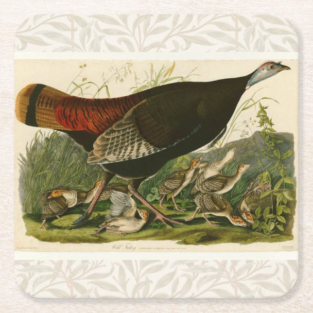 Turkey Wild Audubon Bird Painting Square Paper Coaster (Front)