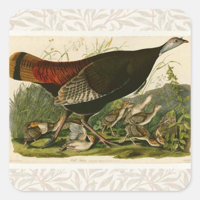Turkey Wild Audubon Bird Painting Square Sticker (Front)