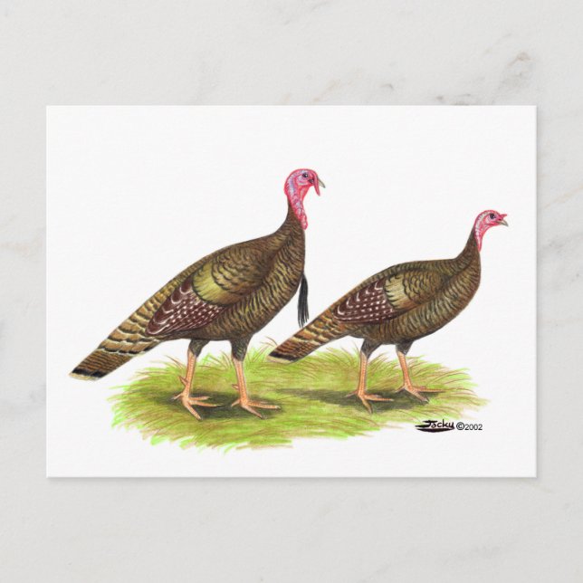 Turkey:  Wild Bronze Postcard (Front)