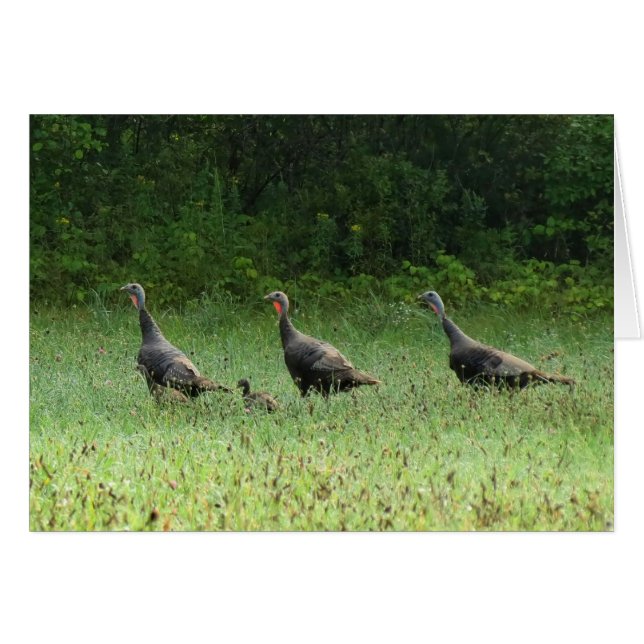 Turkeys (Front Horizontal)